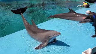 Dolphins at The mirage las Vegas...