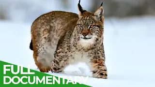 The Lynx is Back | Free Documentary Nature