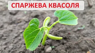 Спаржева квасоля Фруідор та Крокет. Результати посіву, схожість, якість насіння