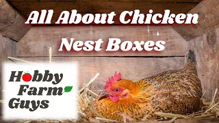 All About Chicken Nest Boxes - And How to Make Sure Your Hens Use Them!