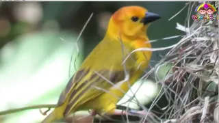 Nest Building of Engineer Bird|# Weaver bird building a nest|Rufous Hornero Nest Building