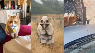 Animals doing animal things, part 1