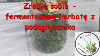 Herbata z liści podagrycznika cz1   fermentacja