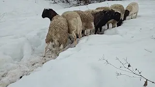 Играем в снежки с дорперами