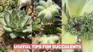 Useful Tips for Your Succulents - Part 12 | 多肉植物 | 다육이들 | Suculentas