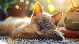 Music to Relax Cats - Deep Sleep Music, Calming Music, Anxiety Relief