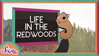 Life in the Redwoods | Explore the Redwoods | SciShow Kids