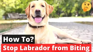 How to stop your Labrador puppy from Biting?