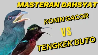 MASTERAN KOLIBRI NINJA kombinasi TENGKEK BUTO GACOR