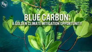 Blue carbon: a golden climate mitigation opportunity