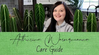 Queen Anthurium Warocqueanum Care Guide