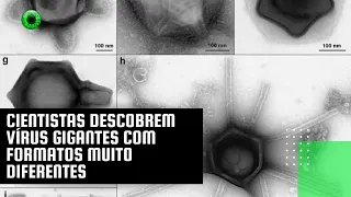 Cientistas descobrem vírus gigantes com formatos muito diferentes