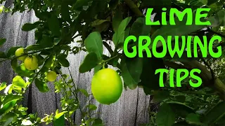 Growing a Lime Tree | EVERYTHING You Need To Know