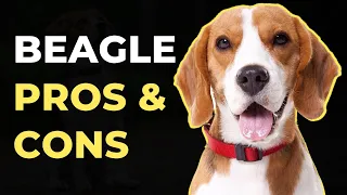 BEAGLE PROS AND CONS | The Good And The Bad Of BEAGLES