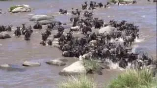 Wild Mara River Crossing 2