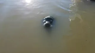 Морской лев утащил девочку в воду