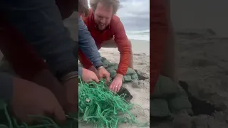 Helpless seal pups reunite and cuddle after being rescued from net | Animalkind #shorts