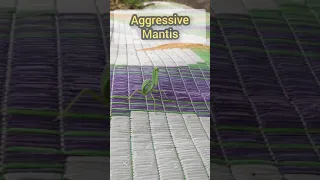 Aggressive Mantis