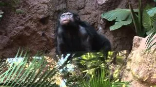 Integración Familia de Chimpancés