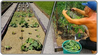 198. We grew 300 kg of cucumbers in a 7 m² bed