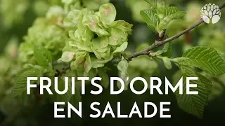Les fruits d'orme : ingrédient insolite en salade !