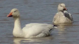 Snow goose honk / call sounds, dabbling & swimming