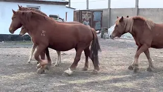 Лошади пришли с пастбища 🌿 и пока жеребец не проверил обстановку, кобылы не заходили в загон.