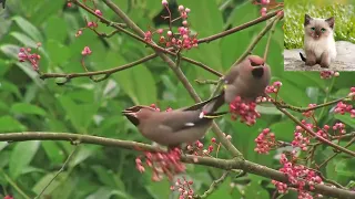 Обыкновенный свиристель   Bombycilla garrulus