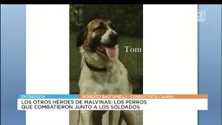 Los otros héroes de Malvinas: los perros que combatieron junto a los soldados