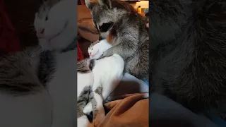 Raccoon Helps Cat Keep Clean || ViralHog