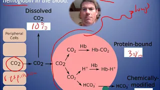 IB Biology Option D.6 video 1