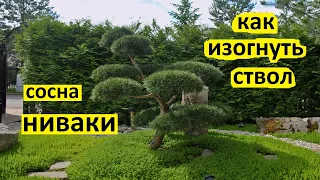 Как сформировать сосну ниваки с изогнутым стволом. Стили сосны ниваки: сякан или моёги.