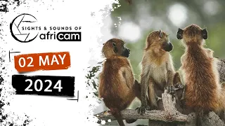 Sights and Sounds of Africam - 02 May 2024