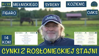 Cynki ze stajni I dzień 21 i 22 I sezon 2022 Adam Wyrzyk Stajnia Rosłońce