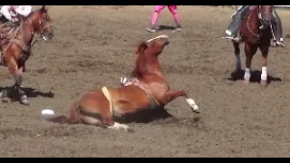 Rodeo Kills Another Horse