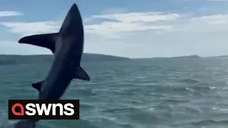 Rare footage captures large shark leaping high out of the water | SWNS