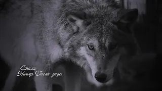Натик Мухтаров- Волк