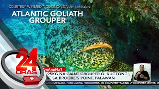 Mahigit 95kg na giant grouper o 'kugtong', nalambat sa Brooke's Point, Palawan | 24 Oras