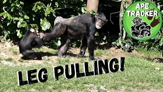 Quit Pulling My Leg 🙈🐒 | Chester Zoo Chimps