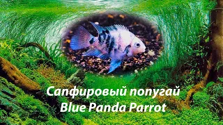 Сапфировый попугай / Blue Panda Parrot