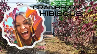 Cranberry Hibiscus | Growing, harvesting and eating it