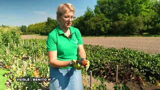 Bandymų stotis: pomidorai lauke I Augink lengviau