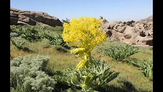 БОЗДОШТИ СОКИНИ ФАРХОР ДАР НАТИҶАИ АМАЛИЁТИ МУШТАРАКИ ВКД ВА ... “МИНУ ФАРМ”