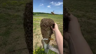 Holding hands with honeybees #honeybee #wildhoneybees #swarms #beekeeping #beekeeper