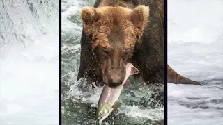 Da Bears