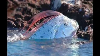 Oarfish: The Real Sea Serpent - Deepsea Oddities