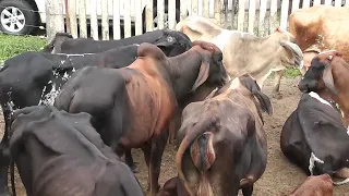 Como seleccionar vacas lecheras