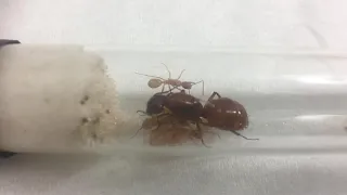 Camponotus castaneus Journal - Week 11 Update - Nanitics !!