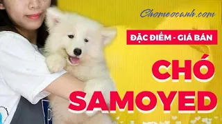 Giống chó Samoyed giá bao nhiêu tiền? Mua Bán chó Samoyed con thuần chủng, giá rẻ | Chomeocanh.com