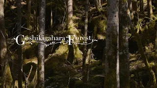 Hidatakayama-Goshikigahara ~Sustainable Luxury Experiences~ | Visit GIFU | JAPAN | 4K